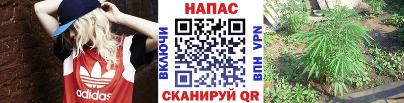Шишки марихуана индика Купить где Бологое