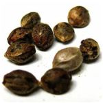 Семена марихуаны АК-47  (Seeds AK-47) в Бологом